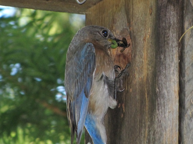 Birds of Conewago Falls in the Lower Susquehanna River Watershed: Eastern Bluebird