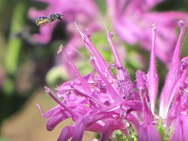 Leafcutter Bee Visiting Wild Bergamot (Monarda fistulosa)