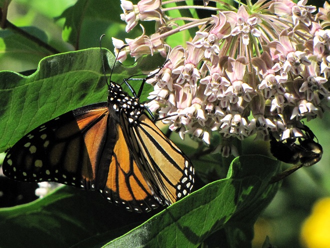 Monarch on Common Milkweed Flower Cluster