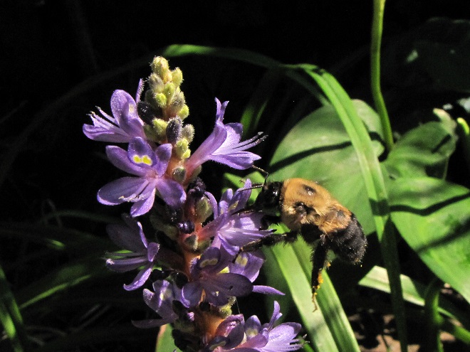 Pickerelweed and Eastern Carpenter Bee