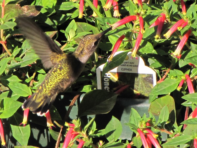 Ruby-throated Hummingbird and Mexican Cigar (Cuphea ignea)