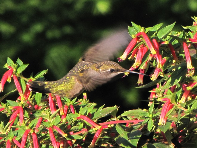 Ruby-throated Hummingbird and Mexican Cigar (Cuphea ignea)