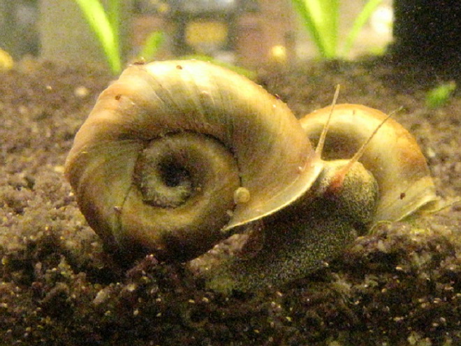 Freshwater Snails (Gastropods) of the Lower Susquehanna River Watershed; Three-whorled Ram's Horn, Planorbella trivolvis.
