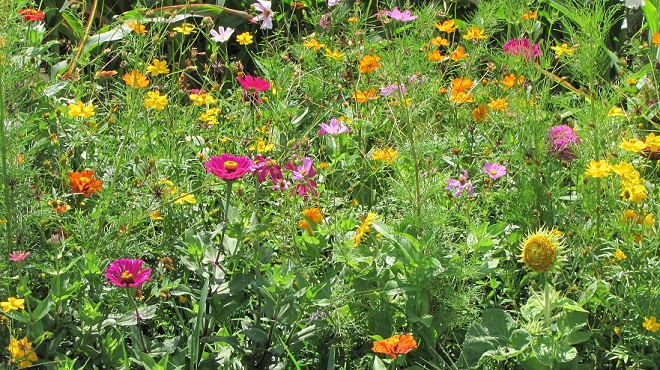 Annuals in bloom