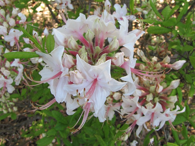 Pinxter Flower in bloom