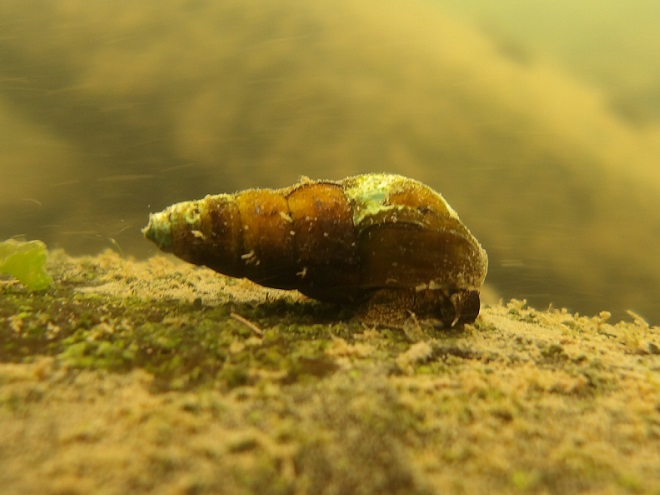 Freshwater Snails (Gastropods) of the Lower Susquehanna River Watershed; Virginian River Horn Snail, Elimia virginica.