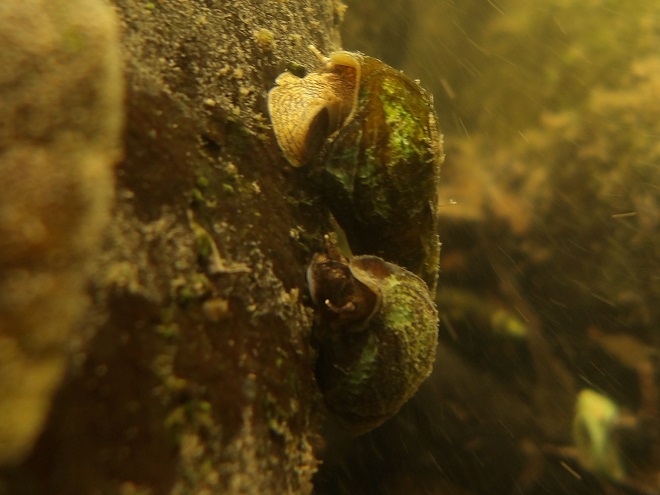 Freshwater Snails Susquehanna: Virginian River Horn Snail