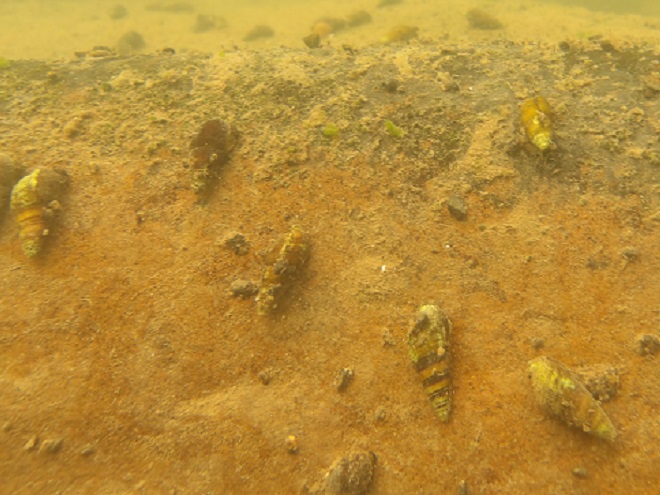 Freshwater Snails Susquehanna: Virginian River Horn Snail