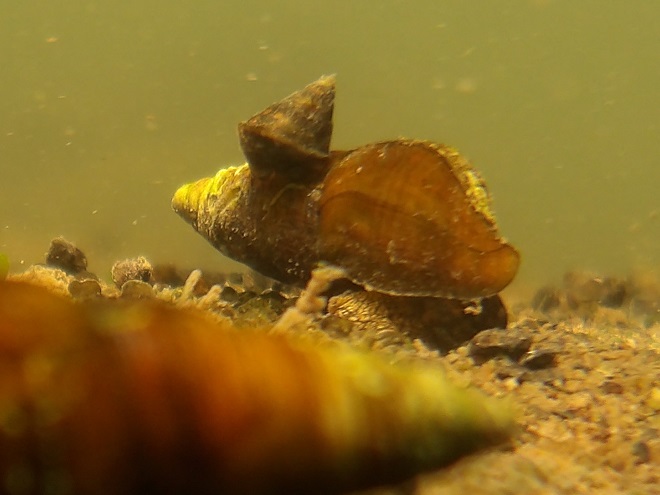Freshwater Snails (Gastropods) of the Lower Susquehanna River Watershed; River Snail, Leptoxis carinata and Virginian River Horn Snail, Elimia virginica.