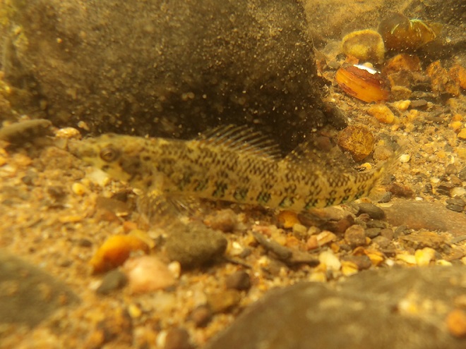 Fishes of the Susquehanna: Banded Darter