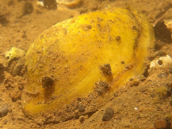 Mollusks of the Susquehanna: Yellow Lampmussel and River Snail