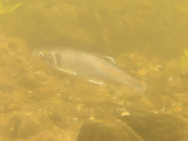Fishes of the Susquehanna: Spotfin or Satinfin Shiner