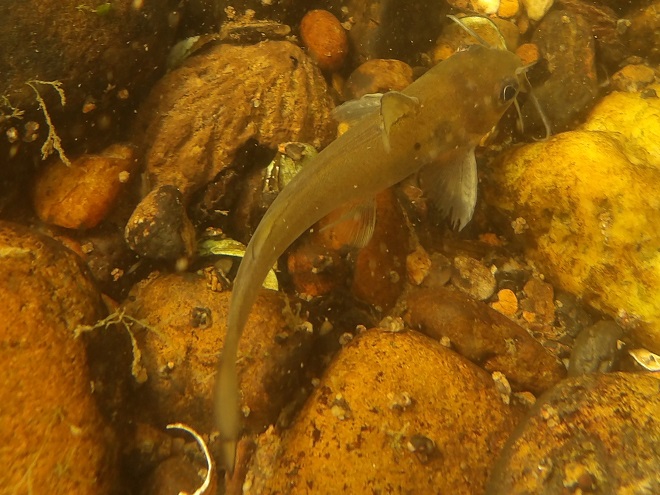 Fishes of the Susquehanna; Juvenile Channel Catfish