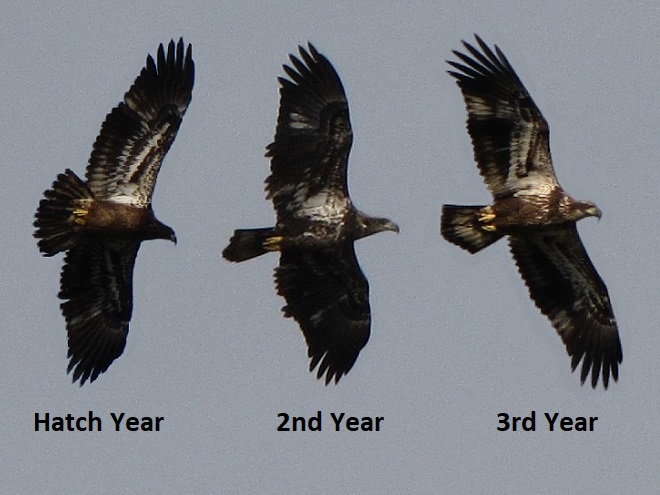 Composite image of Bald Eagles as they typically appear during November in each of their first three years. 