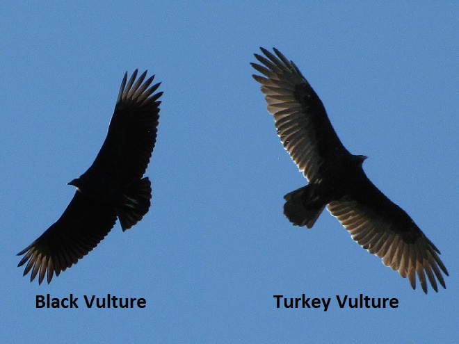 Cathartidae (New World Vultures): Black Vulture and Turkey Vulture