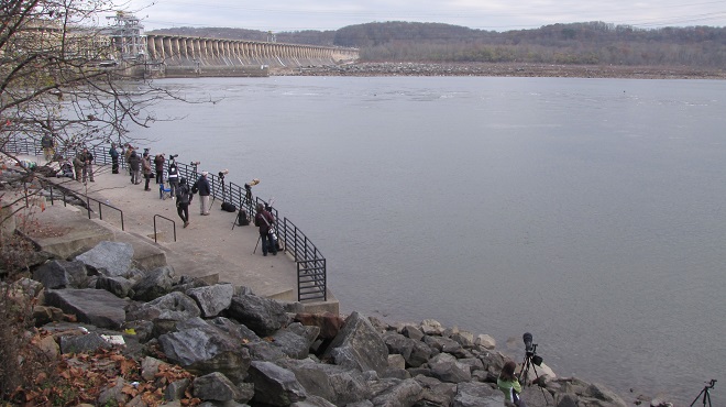 Eagle watching on the Susquehanna River at Conowingo Dam
