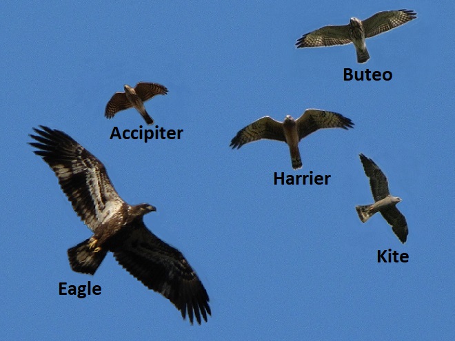 Accipitridae (Eagles, Kites, Harriers, and Hawks)