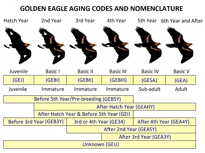 Golden Eagle Aging Codes and Nomenclature