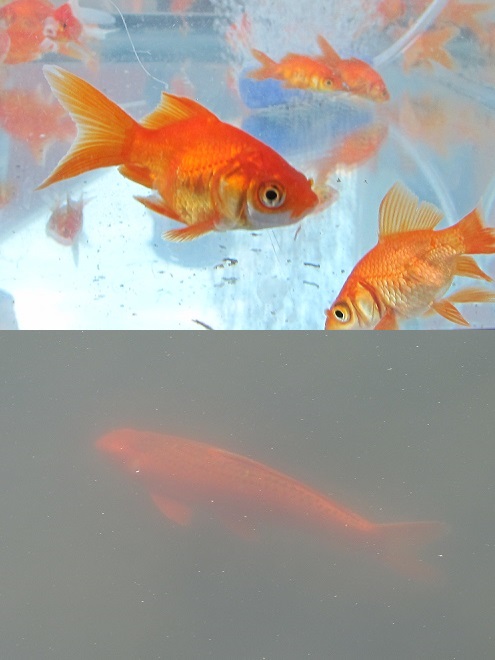 Fishes of the Lower Susquehanna River Watershed: Goldfish