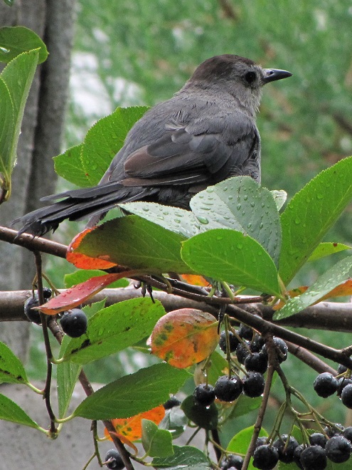 Gray Catbird and Black Chokeberry