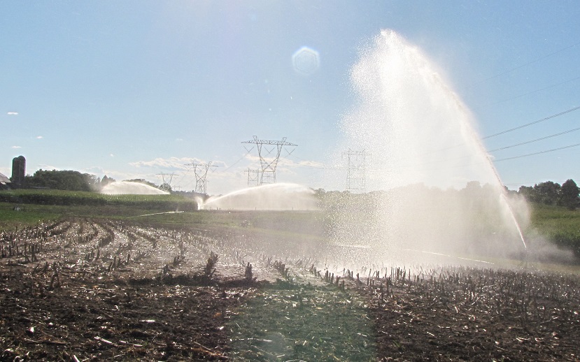 Irrigation of a manure-covered field.
