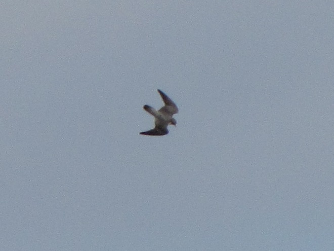 Raptor/Falcon Identification: Peregrine Falcon in a stoop.