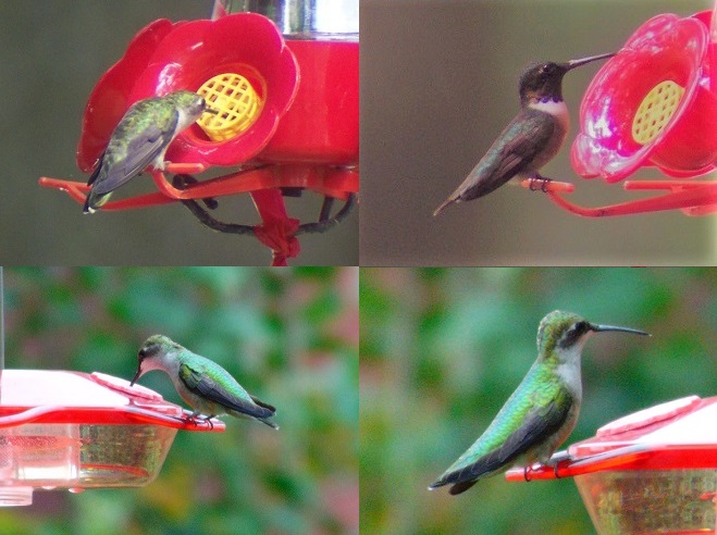 Ruby-throated Hummingbirds at feeders