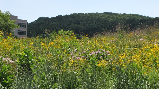 A tallgrass prairie wildflower and warm-season grass planting