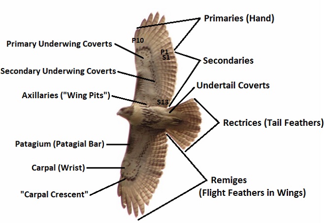 Topography of Diurnal Raptor in Flight
