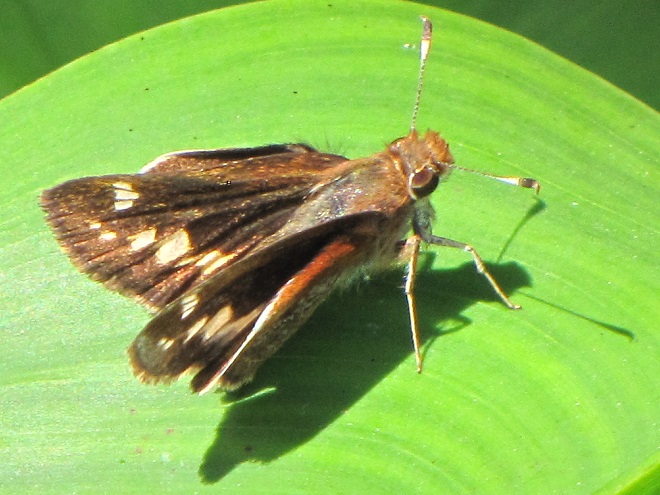 Butterflies of the Lower Susquehanna River Watershed: female Zabulon Skipper