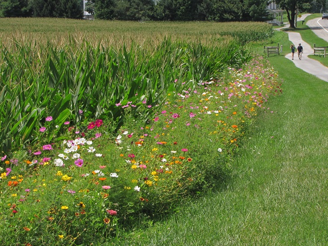 Annual Wildflowers Along Corn Field.