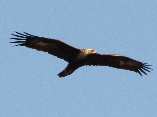Raptor Identification: Golden Eagle