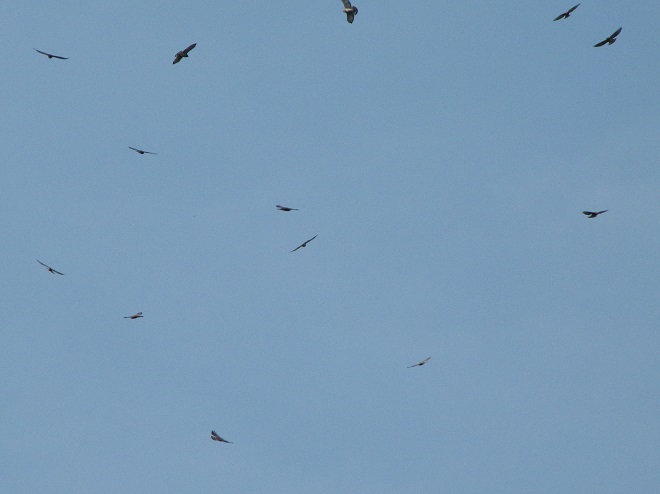 A "kettle" of Broad-winged Hawks gaining altitude by soaring on a thermal updraft.