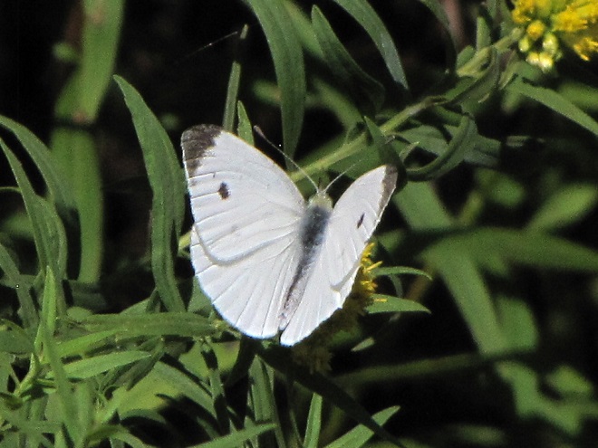 Butterflies of the Lower Susquehanna River Watershed: Cabbage White