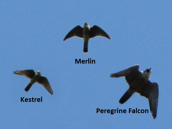 Falconidae (Falcons)