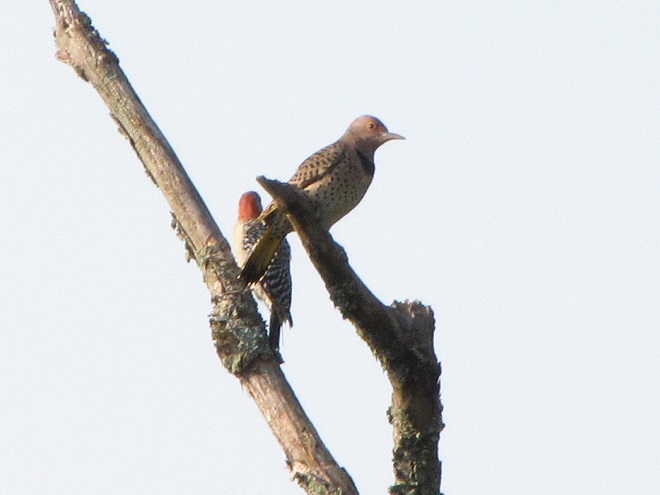 Migratory Woodpeckers: Red-bellied Woodpecker and Northern Flicker