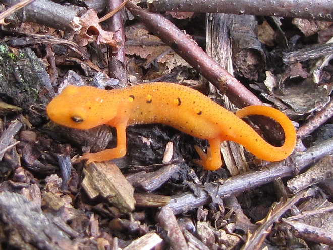 Amphibians of the Lower Susquehanna River Watershed: "Red Eft" stage of Eastern Newt