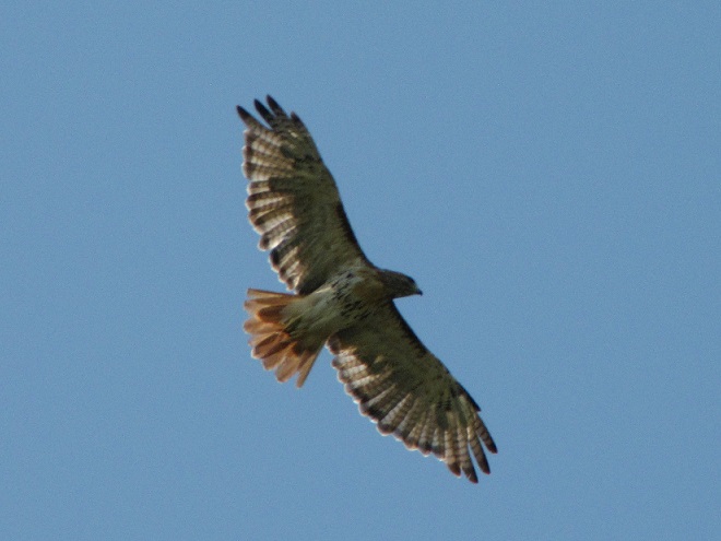 Raptor/Buteo Identification: Red-tailed Hawk