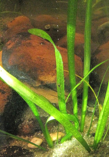 Vallisneria "Pearling" as it Produces Oxygen