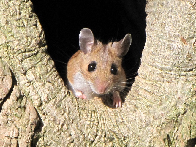 Mammals of the Lower Susquehanna River Watershed: White-footed Mouse