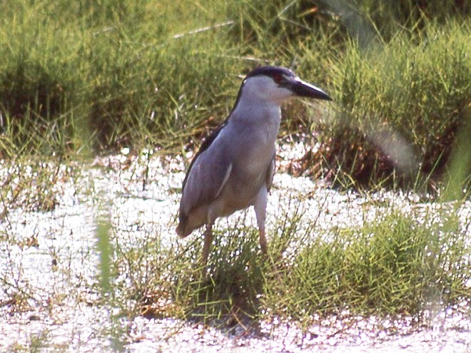Birds of Conewago Falls in the Lower Susquehanna River Watershed: adult Black-crowned Night Heron