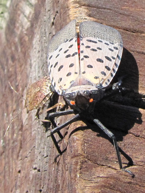Brown Marmorated Stink Bug and Spotted Lanternfly