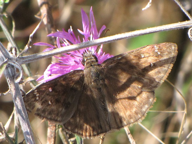 Butterflies of the Lower Susquehanna River Watershed: Horace's Duskywing