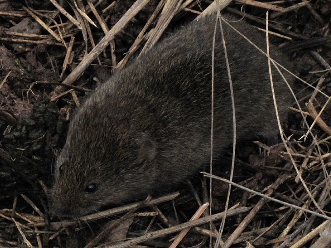 Mammals of the Lower Susquehanna River Watershed: Meadow Vole