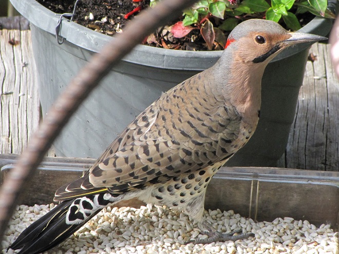 Birds of Conewago Falls in the Lower Susquehanna River Watershed: Northern Flicker