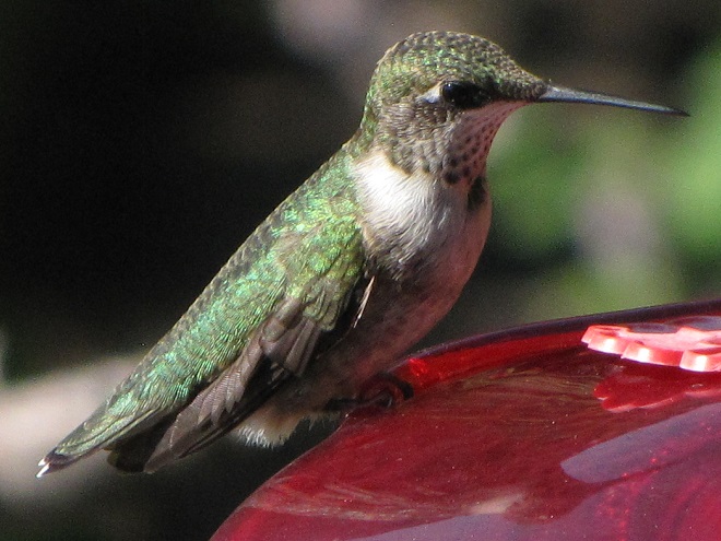 Birds of Conewago Falls in the Lower Susquehanna River Watershed: Ruby-throated Hummingbird