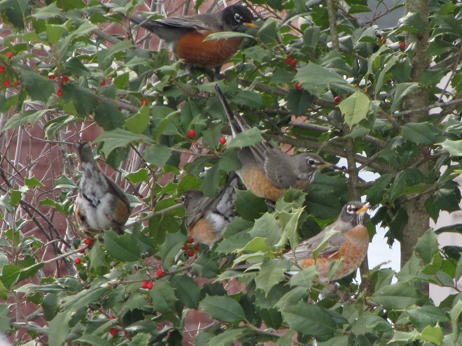 American Robins Feeding on American Holly