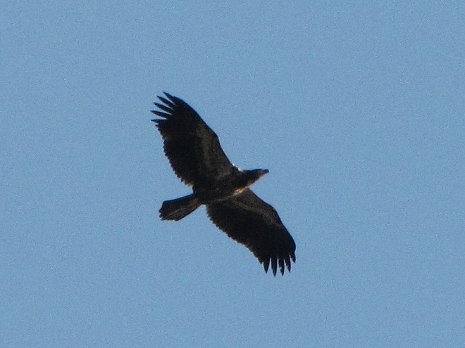 A juvenile Bald Eagle.