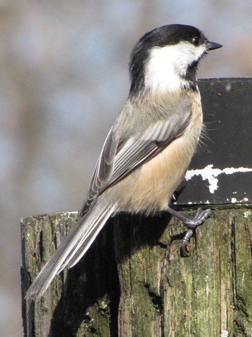 Birds of Conewago Falls in the Lower Susquehanna River Watershed: Black-capped Chickadee