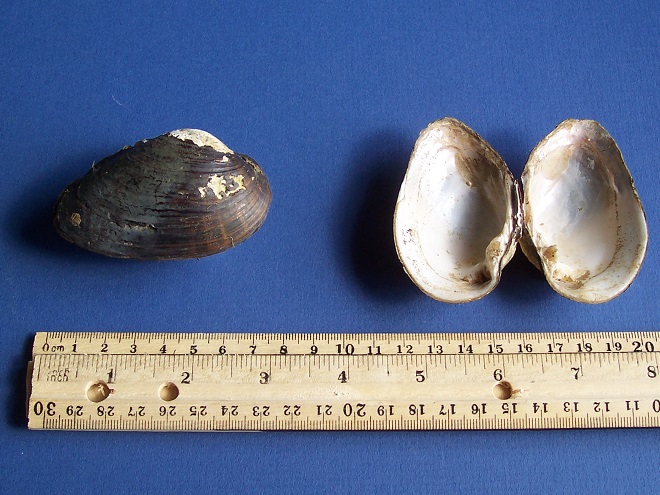 Freshwater mussels of the Lower Susquehanna River Watershed: Alasmidonta undulata